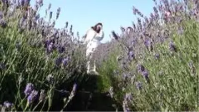 Lavanta bahçeleri evlenen çiftlerin buluşma adresi oldu Lavanta bahçeleri evlenen çiftlerin buluşma adresi oldu