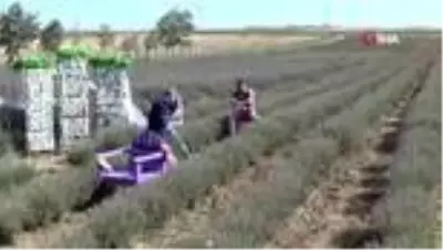 Lavanta bahçeleri evlenen çiftlerin buluşma adresi oldu Lavanta bahçeleri evlenen çiftlerin buluşma adresi oldu