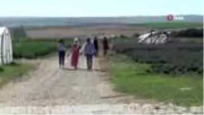 Lavanta bahçeleri evlenen çiftlerin buluşma adresi oldu Lavanta bahçeleri evlenen çiftlerin buluşma adresi oldu