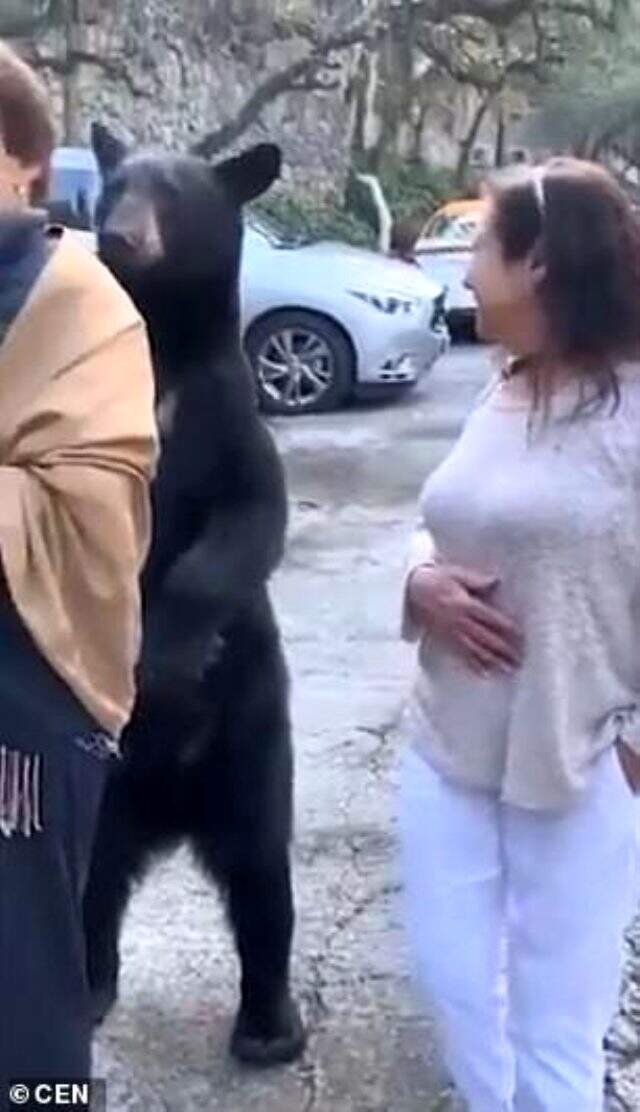 Parkta yürüyüş yapan 3 kadın, karşılarına çıkan ayı ile selfie çekti