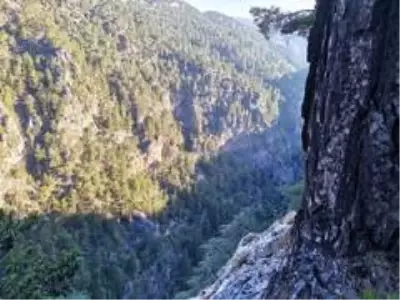 Seydikemer'de kayalıklardan uçuruma düşen kişi aranıyor Seydikemer'de kayalıklardan uçuruma düşen kişi aranıyor