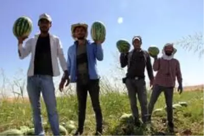 Tescilli Diyarbakır karpuzunda hasat zamanı Tescilli Diyarbakır karpuzunda hasat zamanı