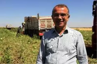 Tescilli Diyarbakır karpuzunda hasat zamanı Tescilli Diyarbakır karpuzunda hasat zamanı