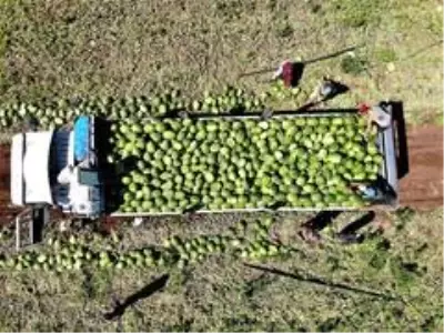 Tescilli Diyarbakır karpuzunda hasat zamanı Tescilli Diyarbakır karpuzunda hasat zamanı