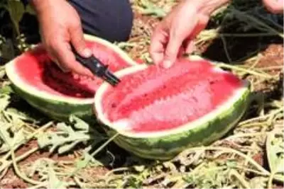 Tescilli Diyarbakır karpuzunda hasat zamanı Tescilli Diyarbakır karpuzunda hasat zamanı