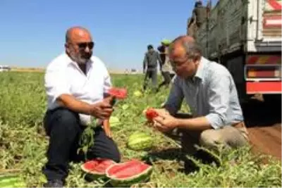 Tescilli Diyarbakır karpuzunda hasat zamanı Tescilli Diyarbakır karpuzunda hasat zamanı