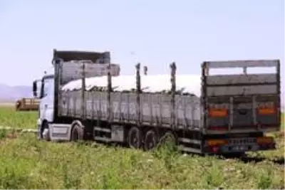 Tescilli Diyarbakır karpuzunda hasat zamanı Tescilli Diyarbakır karpuzunda hasat zamanı