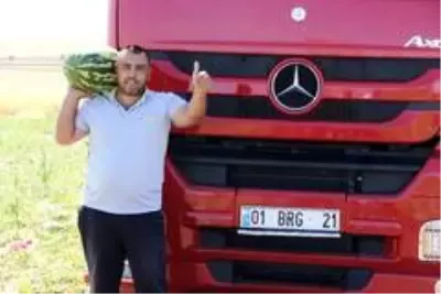 Tescilli Diyarbakır karpuzunda hasat zamanı Tescilli Diyarbakır karpuzunda hasat zamanı