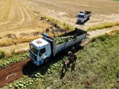 Tescilli Diyarbakır karpuzunda hasat zamanı Tescilli Diyarbakır karpuzunda hasat zamanı