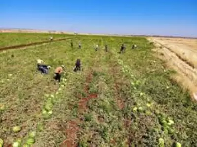 Tescilli Diyarbakır karpuzunda hasat zamanı Tescilli Diyarbakır karpuzunda hasat zamanı