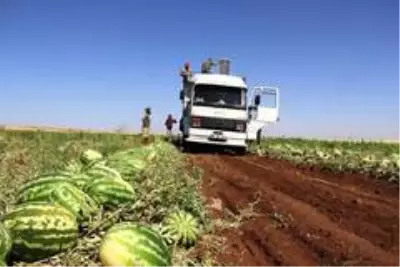 Tescilli Diyarbakır karpuzunda hasat zamanı Tescilli Diyarbakır karpuzunda hasat zamanı