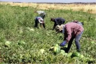 Tescilli Diyarbakır karpuzunda hasat zamanı Tescilli Diyarbakır karpuzunda hasat zamanı