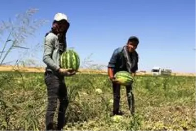 Tescilli Diyarbakır karpuzunda hasat zamanı Tescilli Diyarbakır karpuzunda hasat zamanı