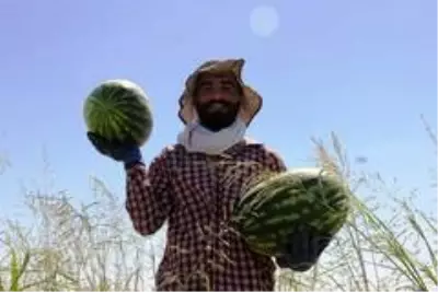 Tescilli Diyarbakır karpuzunda hasat zamanı Tescilli Diyarbakır karpuzunda hasat zamanı
