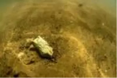 Yamula Barajı'nda 7,5 milyon yıllık kara canlısı fosili bulundu Yamula Barajı'nda 7,5 milyon yıllık kara canlısı fosili bulundu