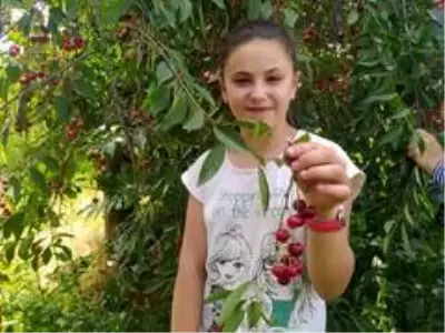 Vişnenin toptan fiyatı üreticiyi zor durumda bıraktı Vişnenin toptan fiyatı üreticiyi zor durumda bıraktı