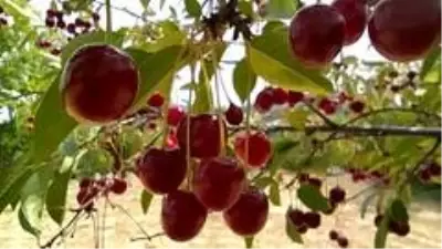 Vişnenin toptan fiyatı üreticiyi zor durumda bıraktı Vişnenin toptan fiyatı üreticiyi zor durumda bıraktı