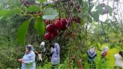 Vişnenin toptan fiyatı üreticiyi zor durumda bıraktı Vişnenin toptan fiyatı üreticiyi zor durumda bıraktı