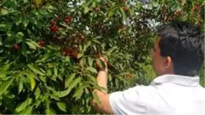 Vişnenin toptan fiyatı üreticiyi zor durumda bıraktı Vişnenin toptan fiyatı üreticiyi zor durumda bıraktı