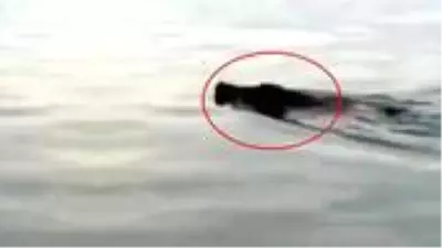 Denizden yüzerek balıkçı barınağına gelen yaban domuzu öldürüldü Denizden yüzerek balıkçı barınağına gelen yaban domuzu öldürüldü