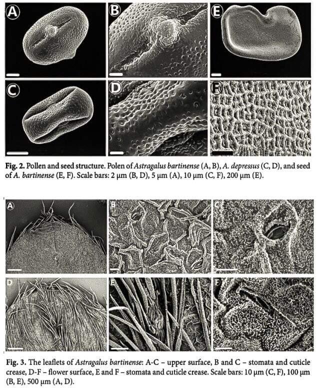 Dünyada sadece Bartın'da olan bitki türü keşfedildi