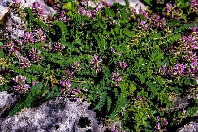 Dünyada sadece Bartın'da olan bitki türü keşfedildi