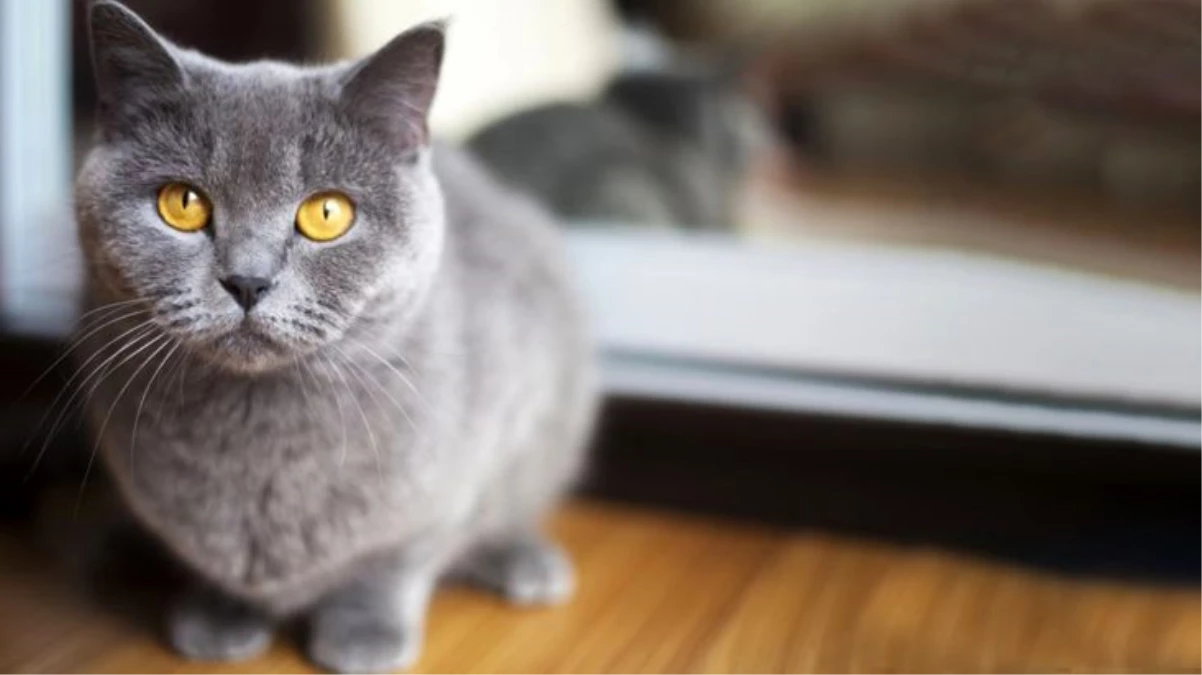 İstenmeyen gebeliğin sorumlusu besledikleri kedi çıktı Haber