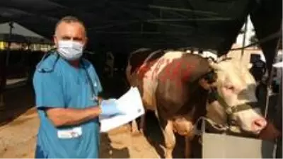 Kartal'da kurban satış alanında termal kamera dönemi Kartal'da kurban satış alanında termal kamera dönemi