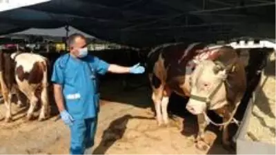 Kartal'da kurban satış alanında termal kamera dönemi Kartal'da kurban satış alanında termal kamera dönemi