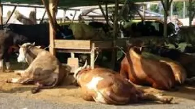 Kartal'da kurban satış alanında termal kamera dönemi Kartal'da kurban satış alanında termal kamera dönemi
