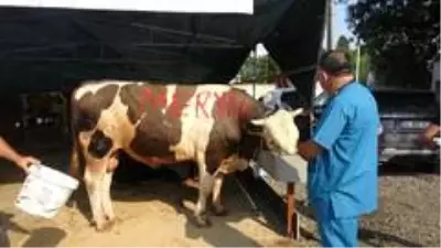 Kartal'da kurban satış alanında termal kamera dönemi Kartal'da kurban satış alanında termal kamera dönemi