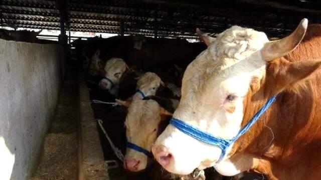 Kurban eti koronavirüsten korumak için ne yapmak gerekir?