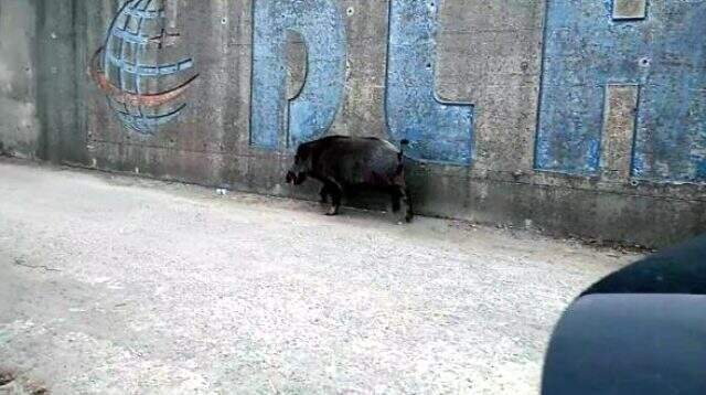 Son dakika haber | Denizden yüzerek balıkçı barınağına gelen yaban domuzu öldürüldü Son dakika haber | Denizden yüzerek balıkçı barınağına gelen yaban domuzu öldürüldü