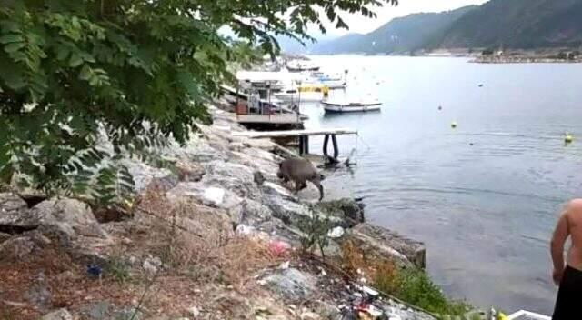 Son dakika haber | Denizden yüzerek balıkçı barınağına gelen yaban domuzu öldürüldü Son dakika haber | Denizden yüzerek balıkçı barınağına gelen yaban domuzu öldürüldü