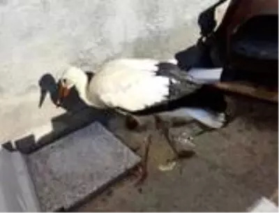 Yaralı leylek tedavi altına alındı Yaralı leylek tedavi altına alındı