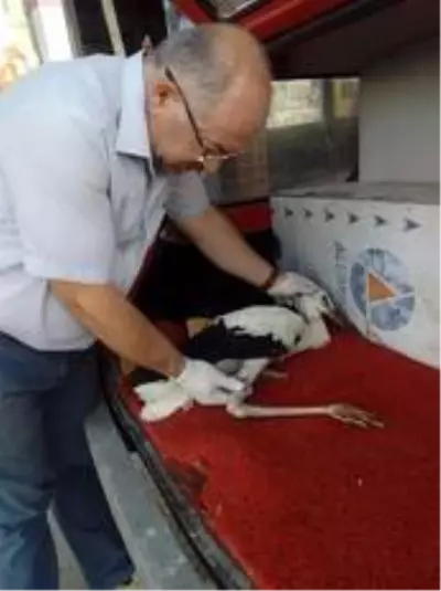 Yaralı leylek tedavi altına alındı Yaralı leylek tedavi altına alındı
