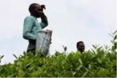 Afrikalı öğrenciler, çay hasadı yapıyor Afrikalı öğrenciler, çay hasadı yapıyor