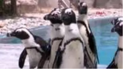Bursa'da doğan ilk Afrika penguenine Kılıç adı verildi Bursa'da doğan ilk Afrika penguenine Kılıç adı verildi