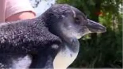 Bursa'da doğan ilk Afrika penguenine Kılıç adı verildi Bursa'da doğan ilk Afrika penguenine Kılıç adı verildi