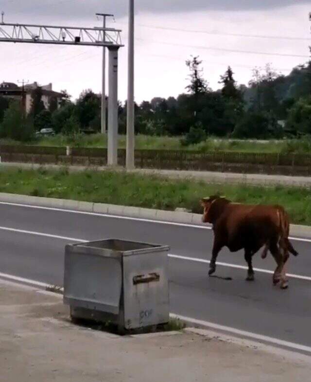 Hayvan pazarından kaçan kurbanlık tosun karayolunu karıştırdı