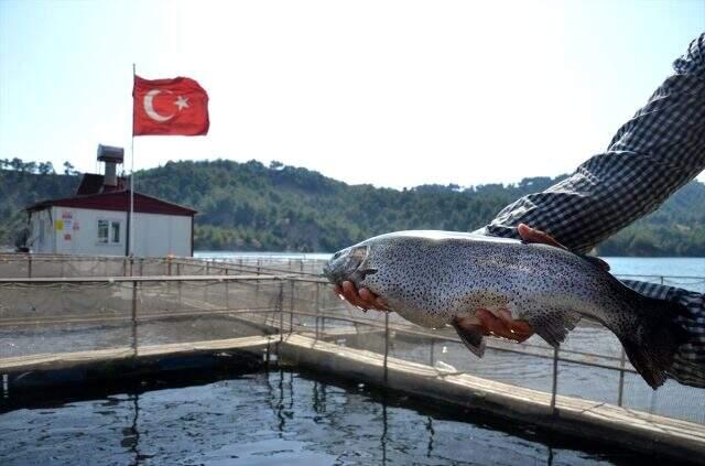 Kahramanmaraş balık tesisleri sayesinde yıllık 25 milyon dolarlık balık ihracatı yapılıyor Kahramanmaraş balık tesisleri sayesinde yıllık 25 milyon dolarlık balık ihracatı yapılıyor