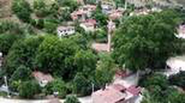 Köy çocukları 150 yıllık ağaçları boyadı