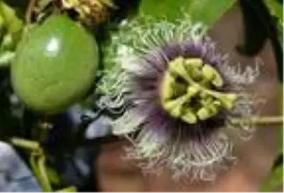Antalya'da yetiştirilen tropikal meyvelerden passiflora ünlü isimlerden yoğun talep görüyor Antalya'da yetiştirilen tropikal meyvelerden passiflora ünlü isimlerden yoğun talep görüyor