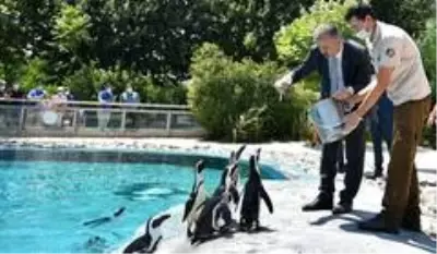 Penguen ailesinde yavru sevinci Penguen ailesinde yavru sevinci