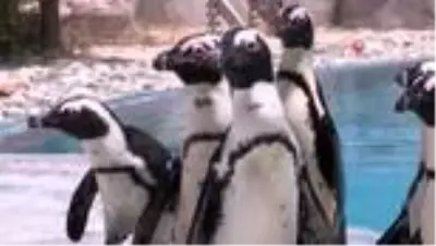 Penguen ailesinde yavru sevinci Penguen ailesinde yavru sevinci