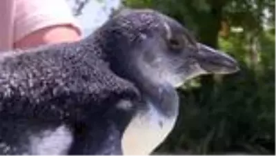 Penguen ailesinde yavru sevinci Penguen ailesinde yavru sevinci