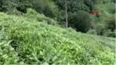RİZE Afrikalı öğrenciler, çay hasadından sonra fındık toplamaya geçecekler RİZE Afrikalı öğrenciler, çay hasadından sonra fındık toplamaya geçecekler