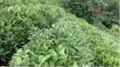 RİZE Afrikalı öğrenciler, çay hasadından sonra fındık toplamaya geçecekler RİZE Afrikalı öğrenciler, çay hasadından sonra fındık toplamaya geçecekler