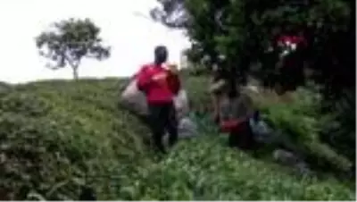 RİZE Afrikalı öğrenciler, çay hasadından sonra fındık toplamaya geçecekler RİZE Afrikalı öğrenciler, çay hasadından sonra fındık toplamaya geçecekler