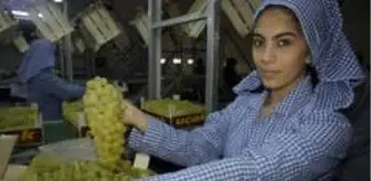Sarıgöl: Superior Seedless çeşidi sofralık üzümün ihracat yolculuğu 22 Temmuz'da başlıyor Sarıgöl: Superior Seedless çeşidi sofralık üzümün ihracat yolculuğu 22 Temmuz'da başlıyor